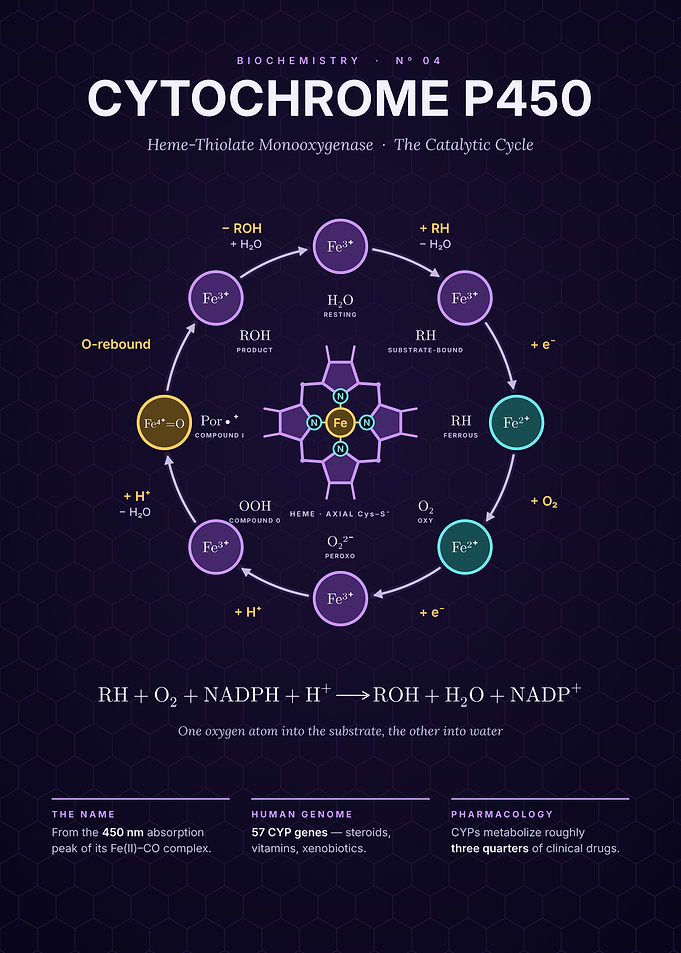 Cytochrome P450 Catalytic Cycle