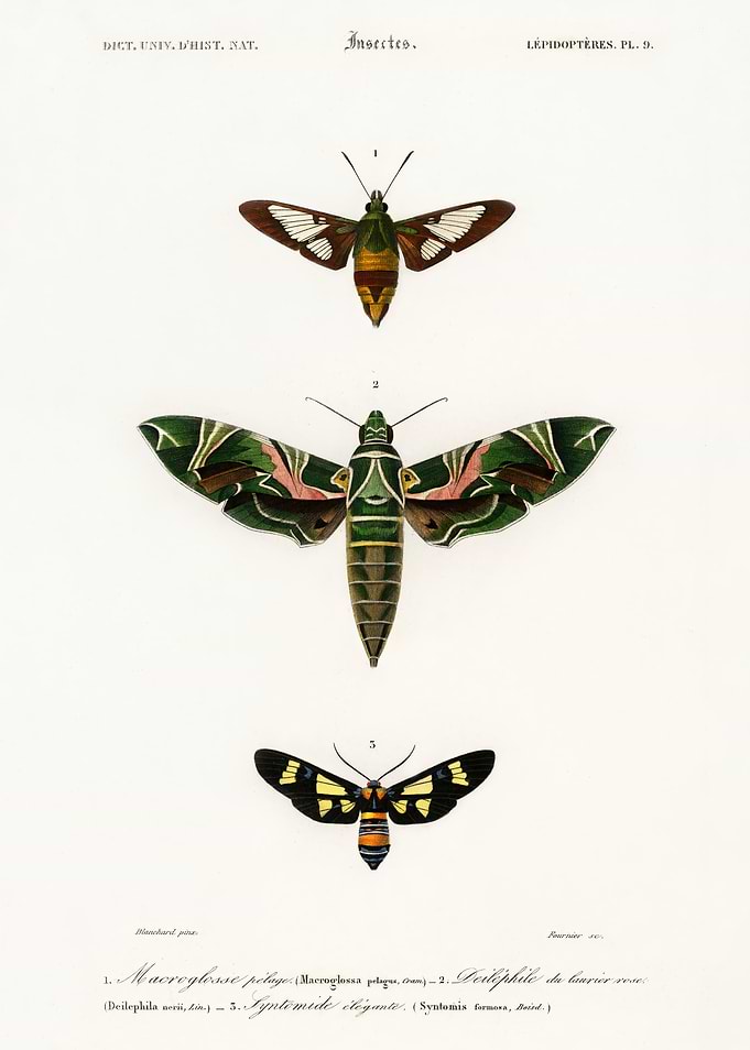 Vintage Scientific Illustration of Moths