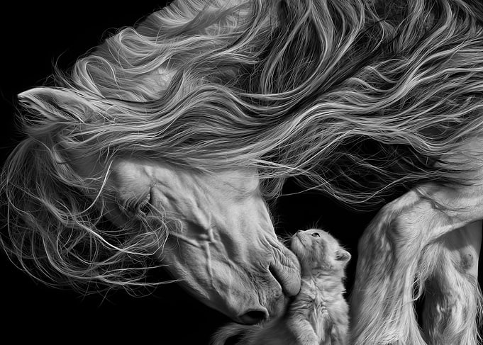 Horse Nuzzling a Tiny Kitten