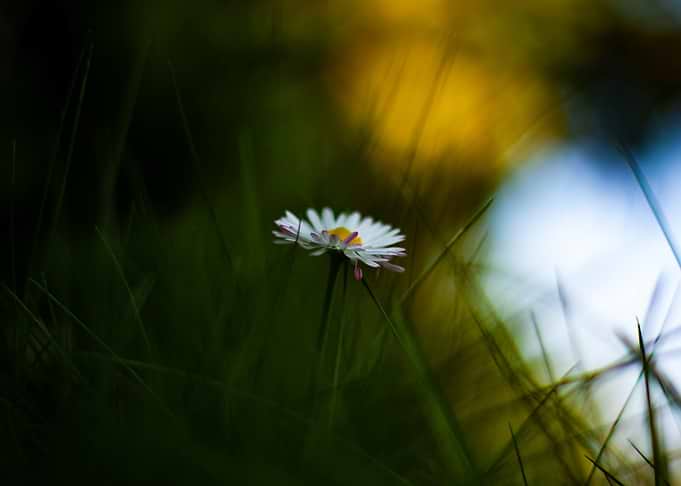 Single Daisy in Tall Grass