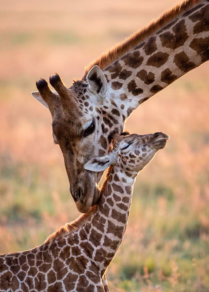 Mother Giraffe Nuzzling Her Calf