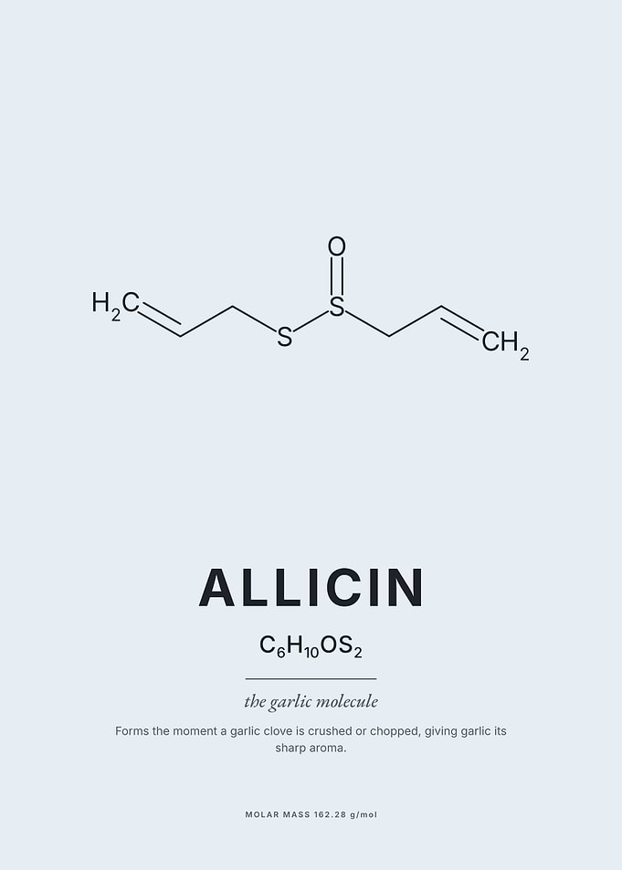 Allicin Garlic Molecule Scientific Poster