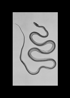 Animal X-ray