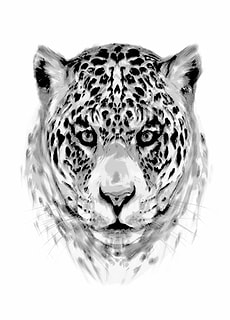 leopard