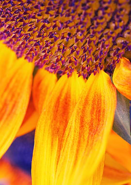 Sunflower III - ©Silvia Ganora - Do not copy or use in ...