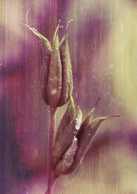 seeds of columbine with a texture vintage