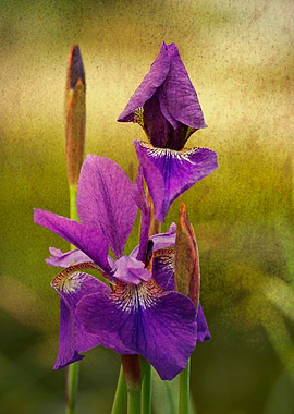 iris photo with texture