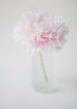 Flower from my Garden