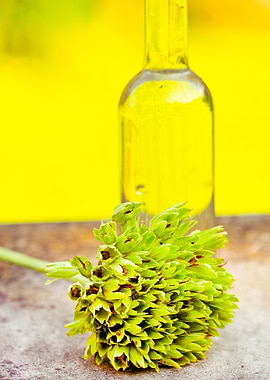 primrose seeds with bottle in yellow