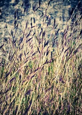 Tall grass - ©Silvia Ganora - Do not copy or use in any ...