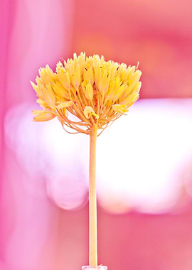 primrose seeds with softly background