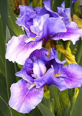 iris blossom