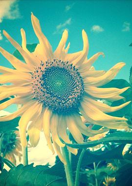 Sunflowers make me smile - they each have their own lit ...