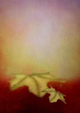 One leaf of autumn CB