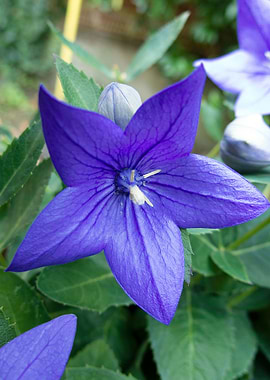 A macro take of an indigo flower