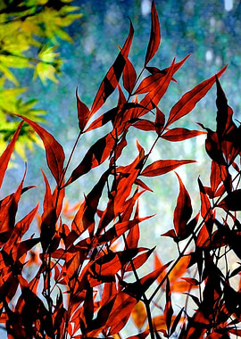 I Am In Love - A brief moment under the trees...