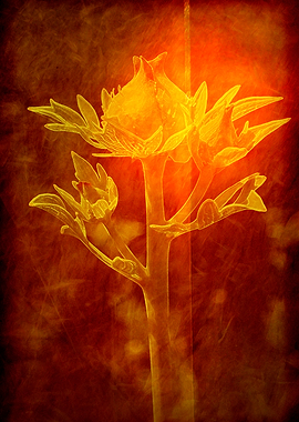 Sunnyside Up Poppy (Romneya coulteri or Matilija poppy) ...