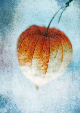 Physalis in the light