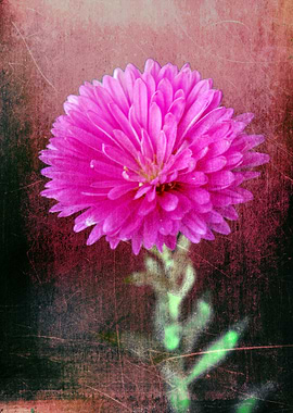 asters bloom with vintage