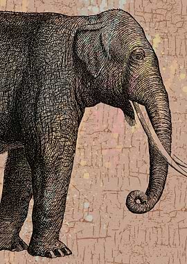 Elephant with crackled cream background