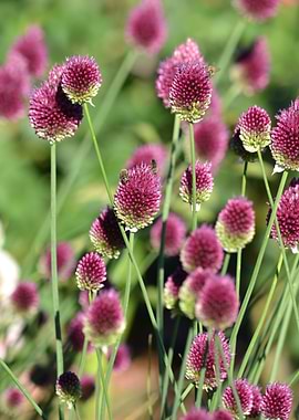 Pink clover flowers in summer photography