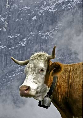 'Eiger Cow' The background is the Eiger North Face.