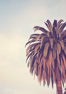'Escape' Palm tree in Los Angeles, California