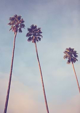 'Sunshine and Warmth' - Los Angeles, California Palm tr ...