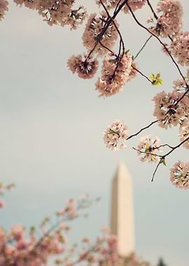 'Spring in DC' - Cherry Blossoms from the National Cher ...