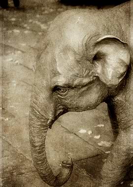 Elephant