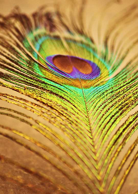 Feathered Finery - peacock feather in beautiful, bold c ...