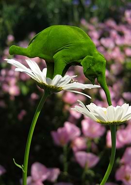 Evolution and Balance