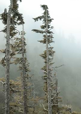 Windswept Trees on a Foggy Morning - Taken at Mt. Raini ...