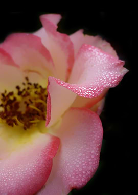 Drops Of Dew In The Dark