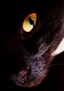 Cats eye