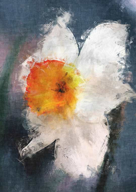 Narcissus bloom