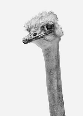 Whats up? (the ever inquisitive Ostrich)