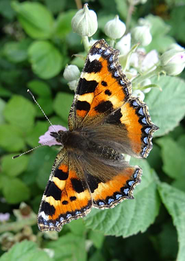 A Small Tortoiseshell butterfly. Aglais urticae. Taken ...