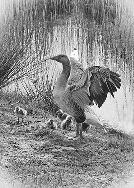 Greylag Goose and her brood. At Minsmere RSPB site in S ...