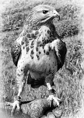 A Common Buzzard. Suffolk UK