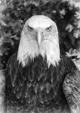 Eagle.