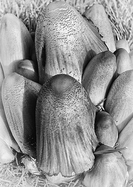 Fungi. A study in Black and White