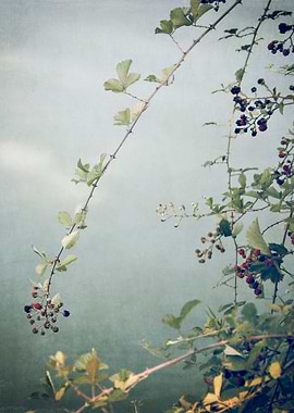 Wild Berries