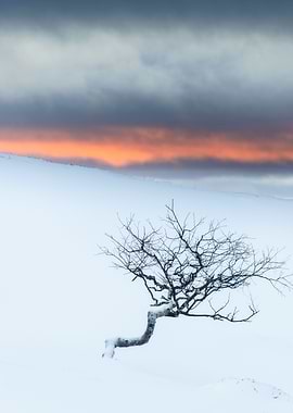 Twisted tree in winter landscape