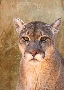 Simple Mountain Lion