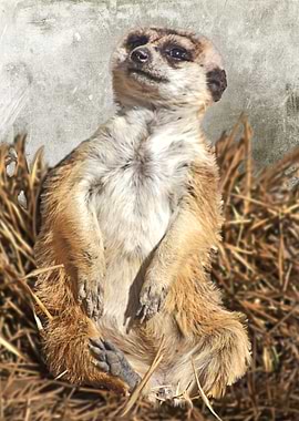Chilling Meerkat