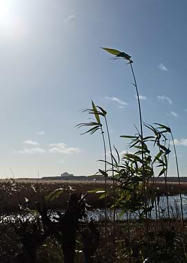 Reeds in the wind at Minsmere RSPB site, Suffolk, UK