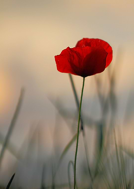 RED VINTAGE POPPY