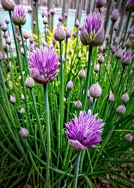 Chives in Bloom