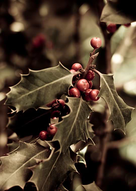 holly leaves